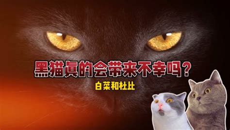 遇到黑猫|遇见黑猫不吉利？辟谣，真相恰恰相反。黑猫那些关于运气的传说。